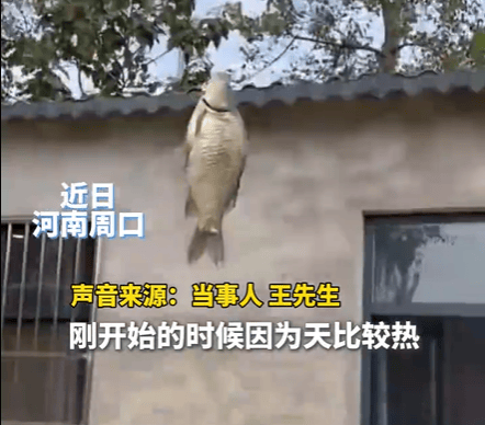 男子在家操控无人机钓鱼<strong></p>
<p>以太坊技术</strong>，当天就钓上十几条，当事人：不要轻易尝试，已被鱼拉下水十几个无人机