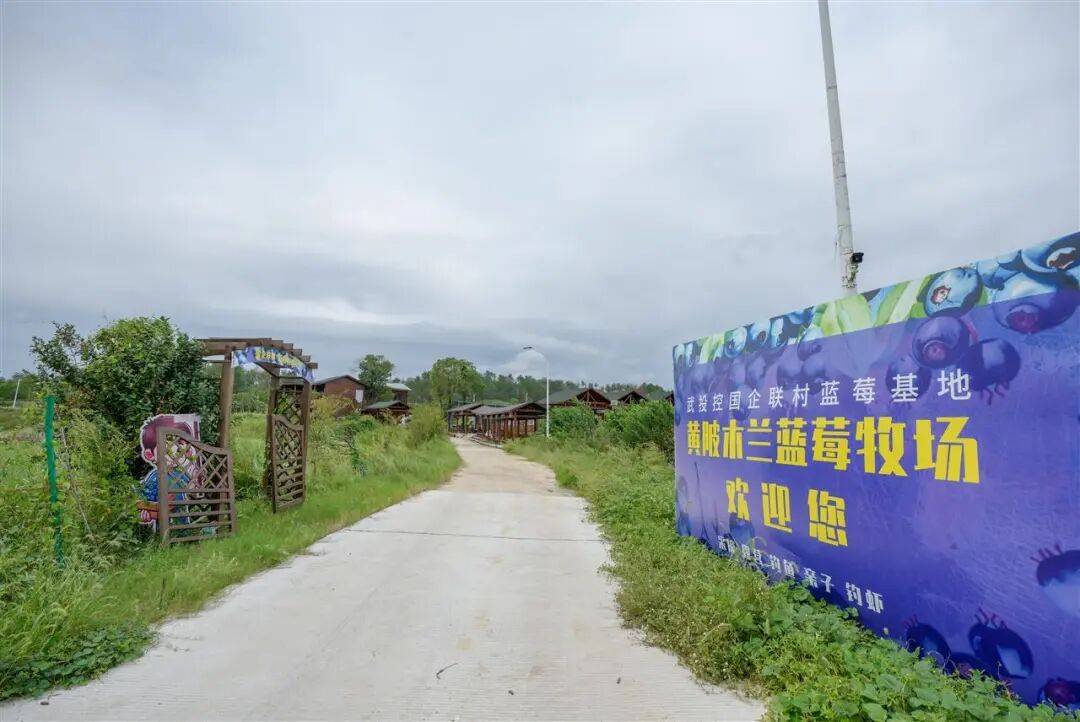 国企联村·强村富民｜一颗蓝莓激活乡村振兴<strong></p>
<p>火币交易平台</strong>，书写荒坡变宝地新篇