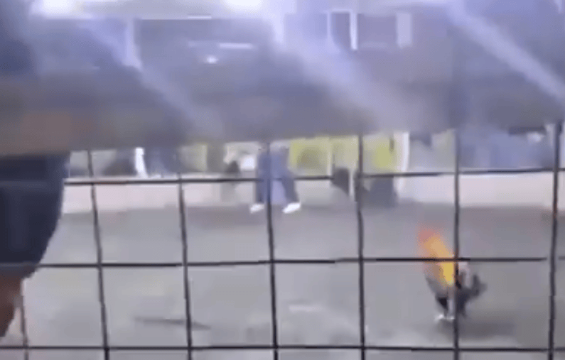 男子遭自家斗鸡攻击大出血死亡<strong></p>
<p>欧易官网</strong>，鸡脚上绑有锋利刀片，当地赛事奖金高达21万