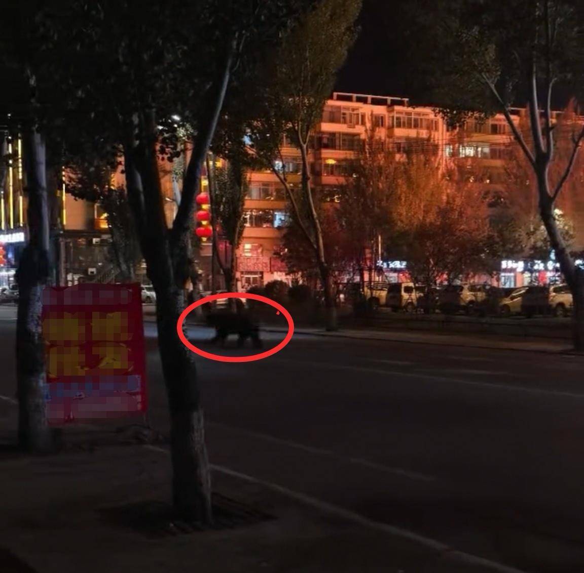 大黑熊夜里独闯黑龙江一县城闹市区<strong></p>
<p>欧易交易平台</strong>，警方连开10多枪击毙，回应为何没用麻醉枪