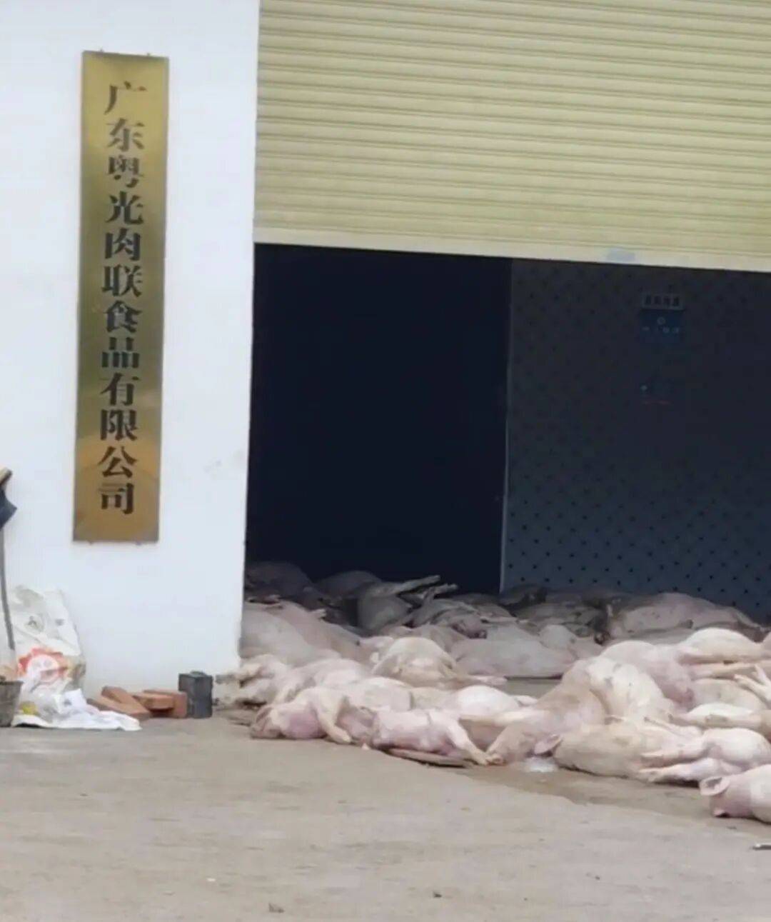 广东一肉联公司门口堆满死猪<strong></p>
<p>欧易平台</strong>,官方:7人被控制