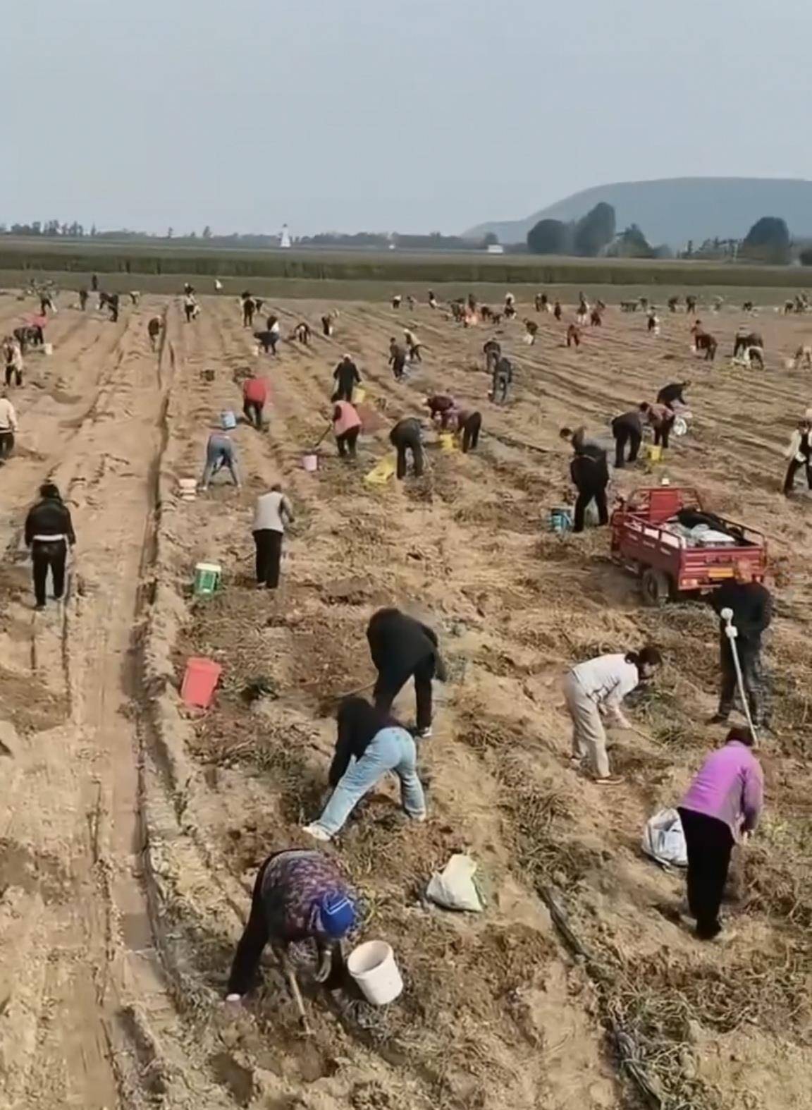 数百人冲进地里捡红薯<strong></p>
<p>欧易注册</strong>,田主称是秋收剩下的,网友:免费翻地,利人利己