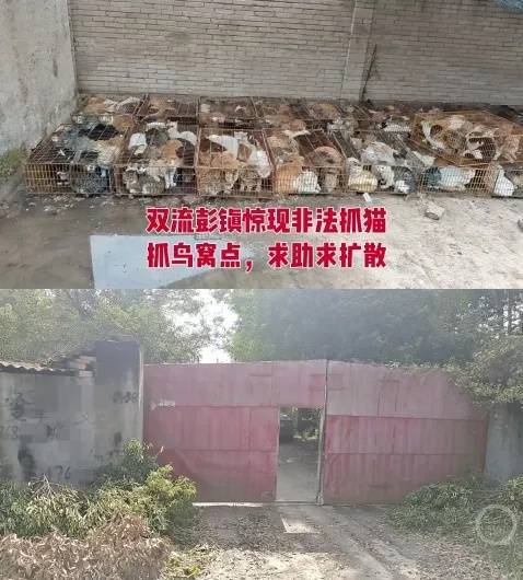 “成都一空置房非法囤猫”?官方通报:共发现被困小猫102只<strong></p>
<p>欧易注册</strong>,未发现虐猫行为
