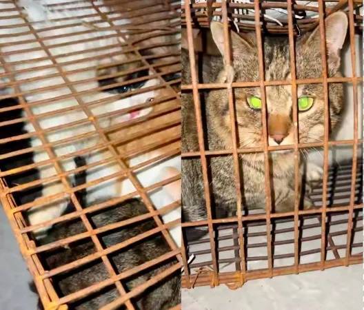 “成都一空置房非法囤猫”?官方通报:共发现被困小猫102只<strong></p>
<p>欧易注册</strong>,未发现虐猫行为