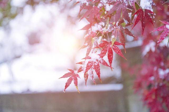 百年难遇“早立冬”来了<strong></p>
<p>欧易okex</strong>!有啥讲究?早看早准备!