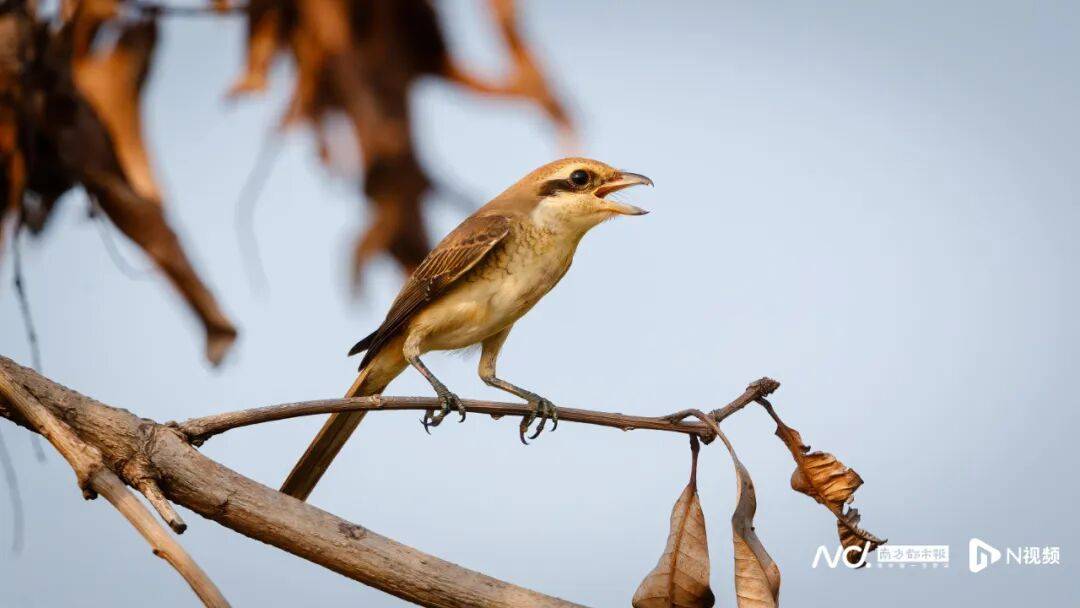 东莞最新发布:将严厉打击这些行为<strong></p>
<p>欧易okex</strong>!