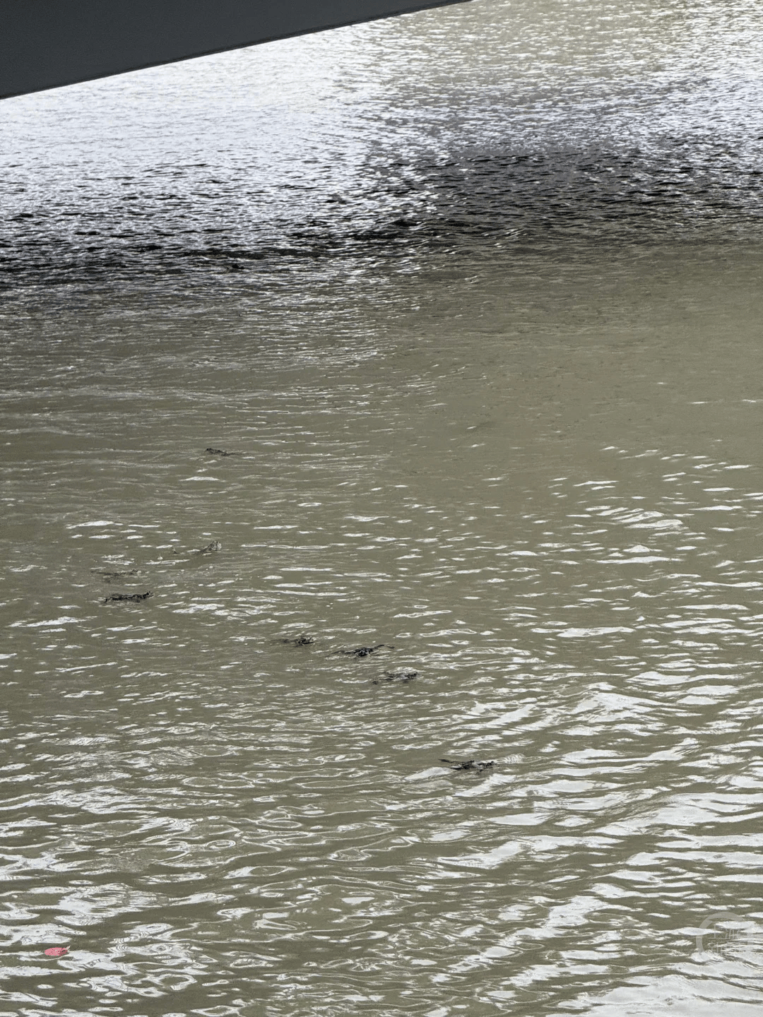 上海苏州河有人放生牛蛙?当地回应:严禁放生外来物种<strong></p>
<p>okex欧易</strong>,市民可提供相关线索