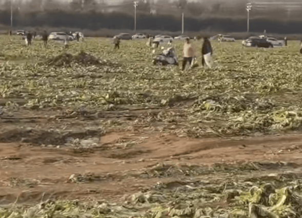 免费摘白菜视频热传<strong></p>
<p>欧易更新</strong>，菜地承包者称“损失近100万元”，当地通报