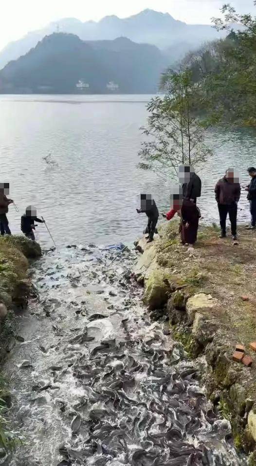 都江堰一水库被放生万斤外来物种埃及塘鲺？官方澄清：已进行阻止和打捞<strong></p>
<p>欧意</strong>，经鉴定是本地八须鲶