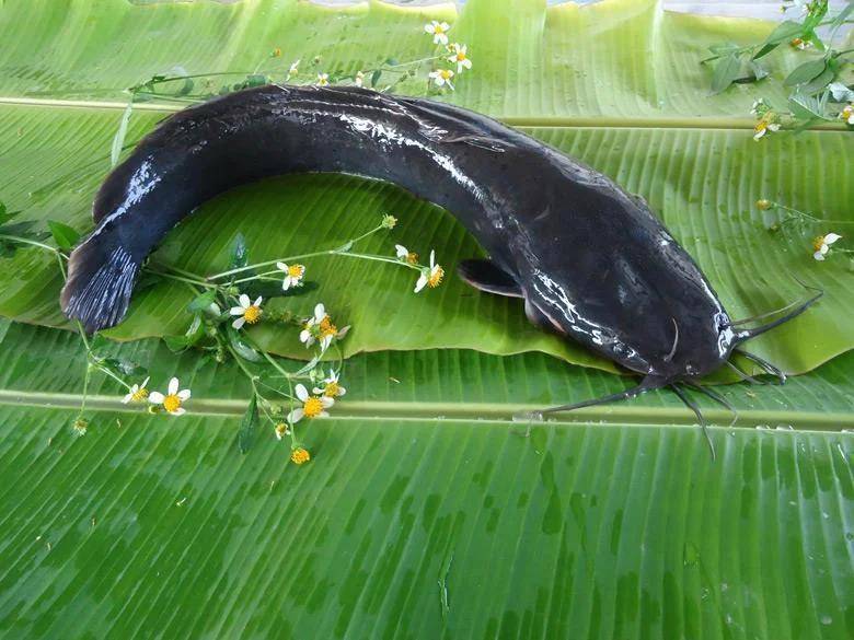 都江堰一水库被放生万斤外来物种埃及塘鲺？官方澄清：已进行阻止和打捞<strong></p>
<p>欧意</strong>，经鉴定是本地八须鲶