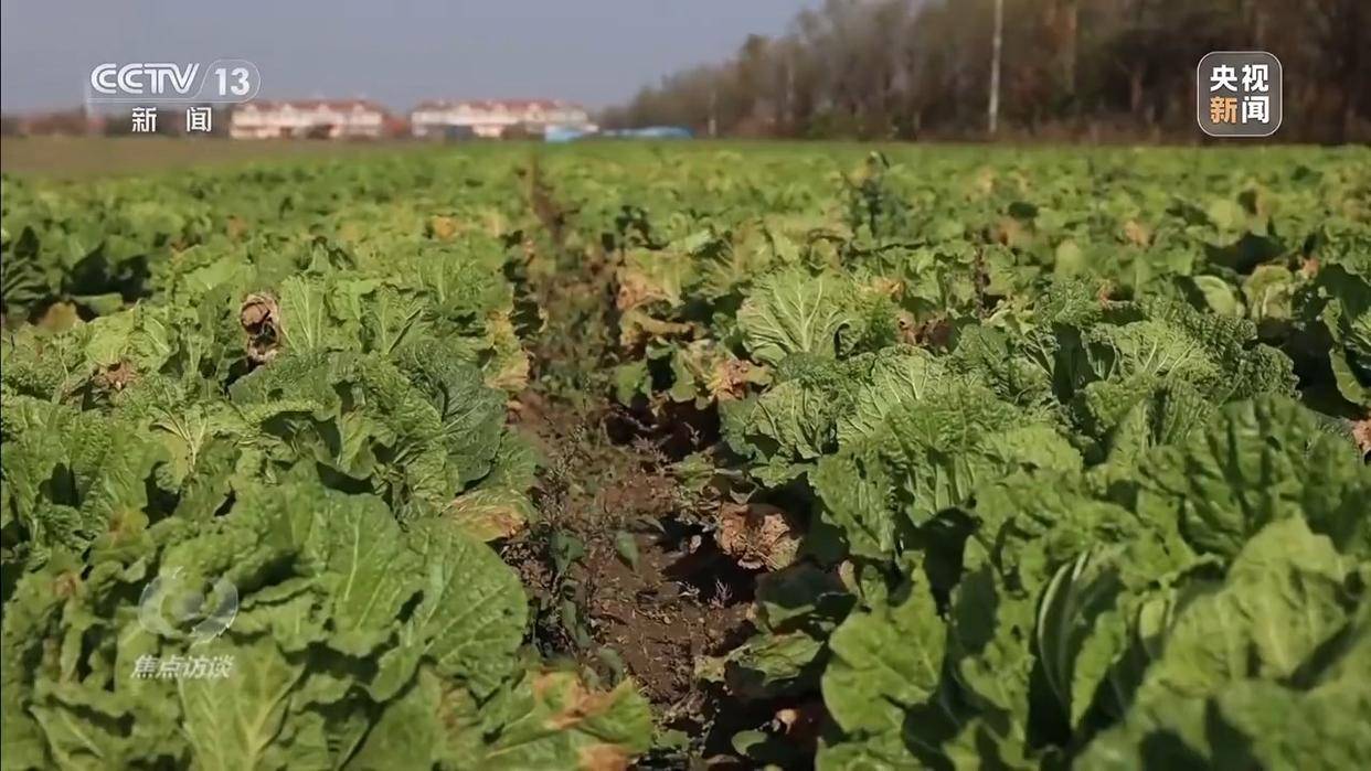 单棵售价超百元<strong></p>
<p>欧意官网</strong>，起底“套牌白菜”背后的销售套路